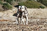 DALMATIEN 114